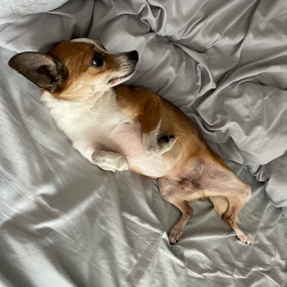 Stuffed Animal
